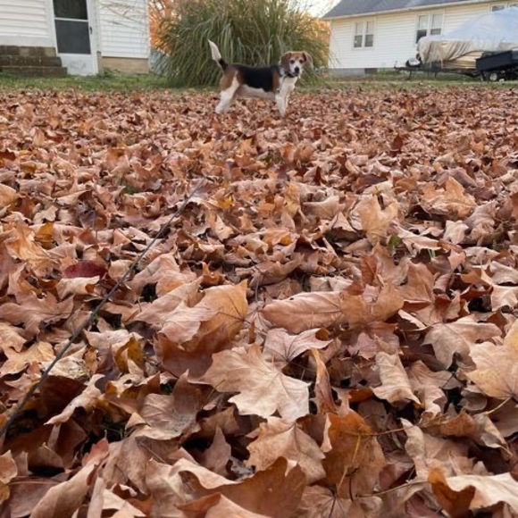 Meet your Posher, Stacey - Picture 1 of 1